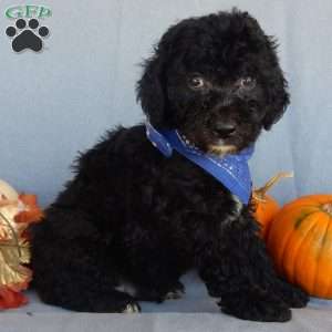 Smokey (medium), Mini Sheepadoodle Puppy